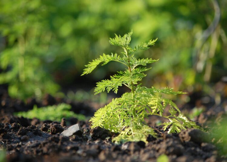 Aga Khan University to Host First Global Artemisia Symposium in Arusha